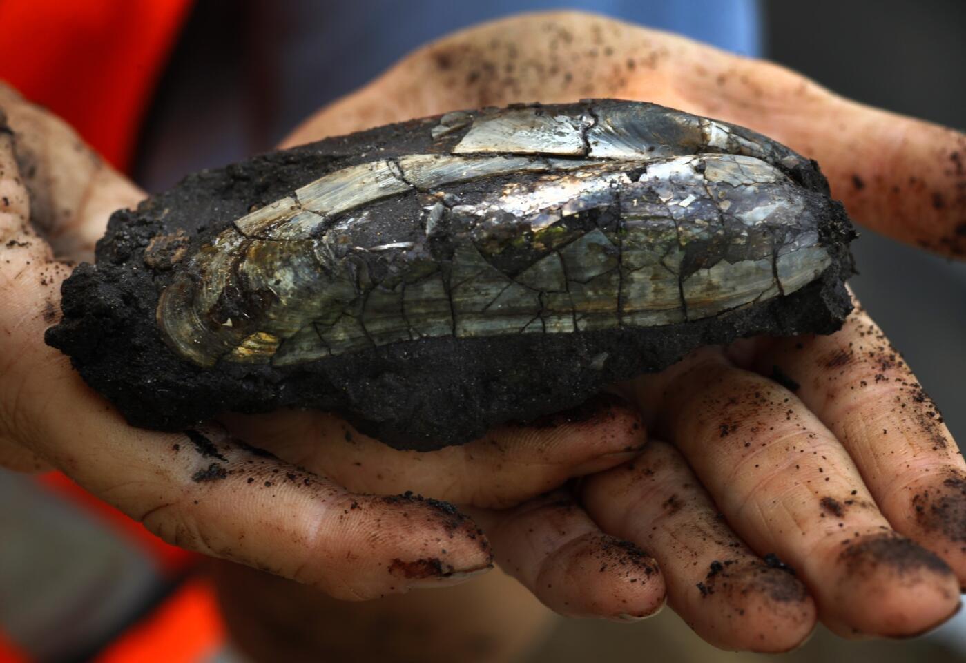 Paleontologist Kim Scott, field and laboratory director with Orange-based Cogstone Resource Management, holds a fossilized mussel shell unearthed in the exploratory shaft underneath Wilshire Boulevard.