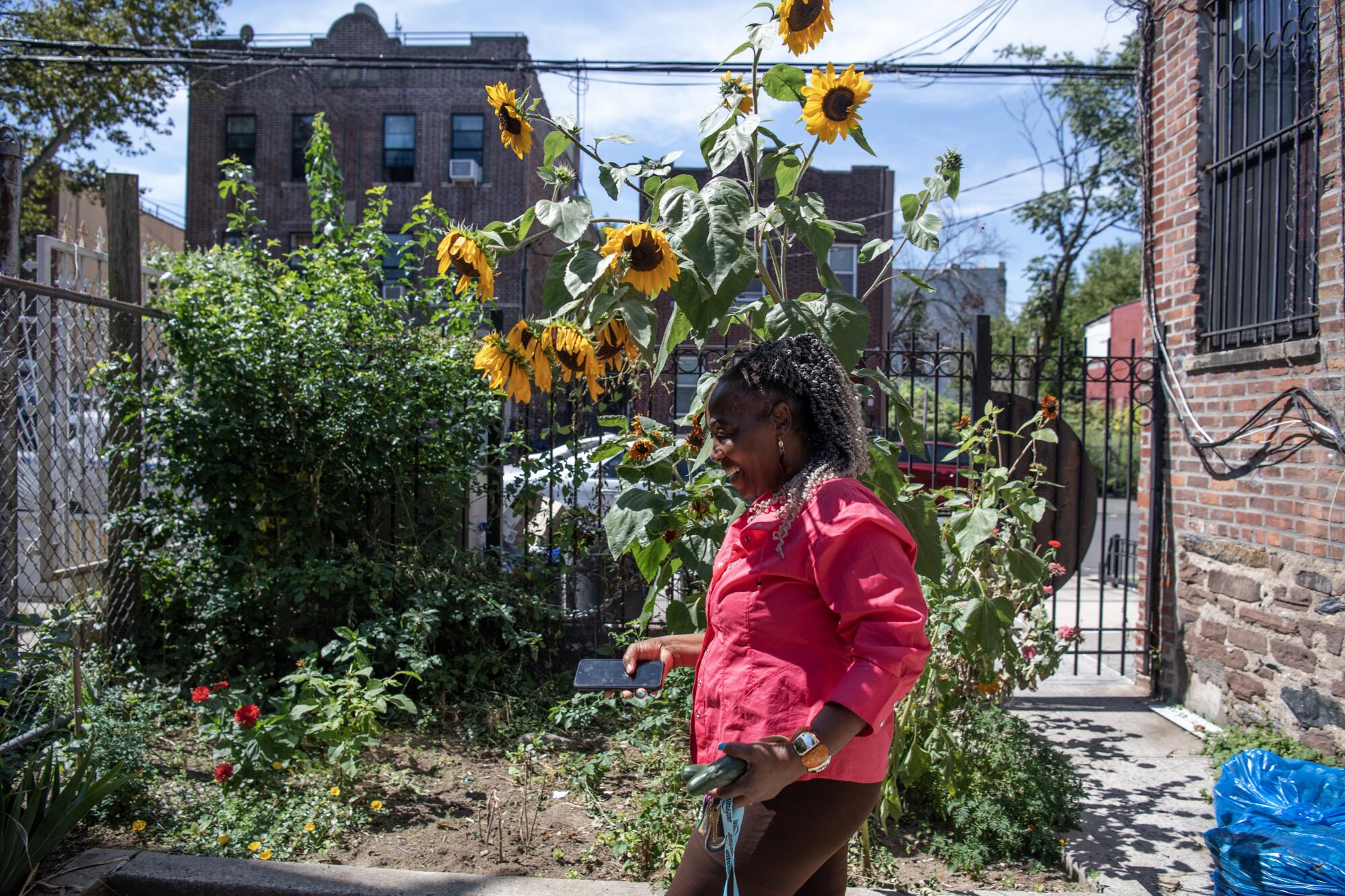 Sunflowers tower over a woman as she walks through a small garden inside the gates of a brick building