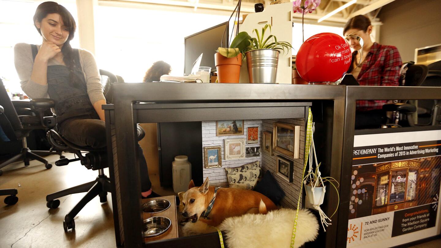 Dog friendly offices become more mainstream