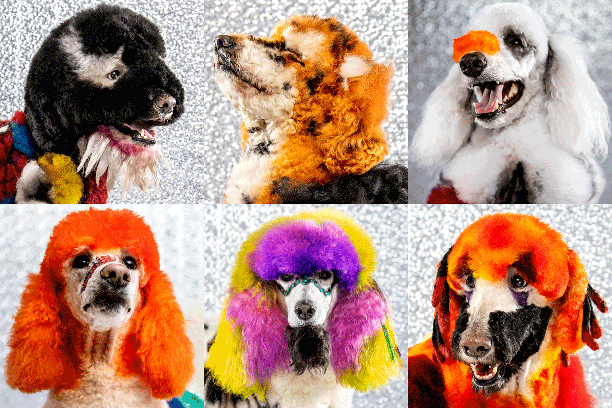 Headshots of the groomed contestants that competed in the Creative Styling competition at Groom Expo West.