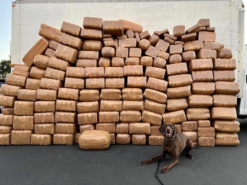 Milo, a drug-detecting dog with the Sheriff's Department, sits in front of more than 5,000 pounds of methamphetamine.