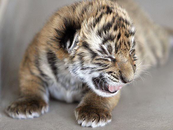 South China Tiger Cub