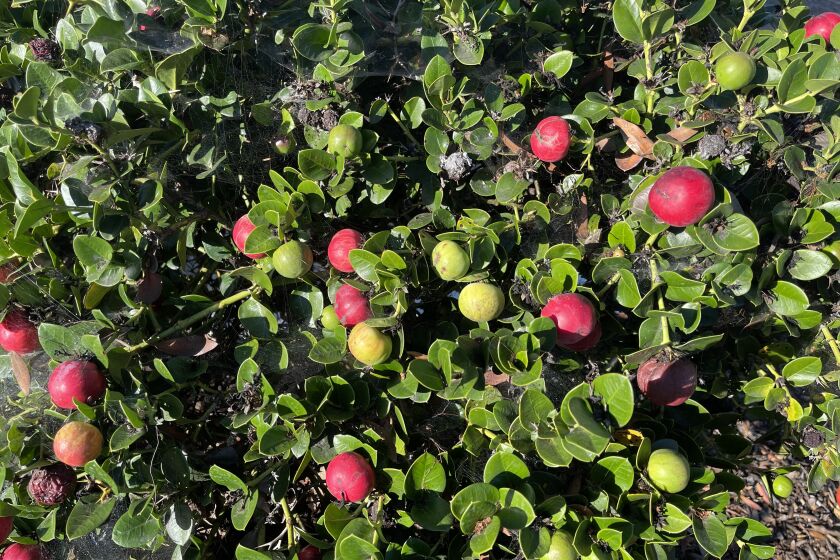 The Natal plum plant grows all over Southern California, especially in San Diego, generally planted as an ornamental hedge.