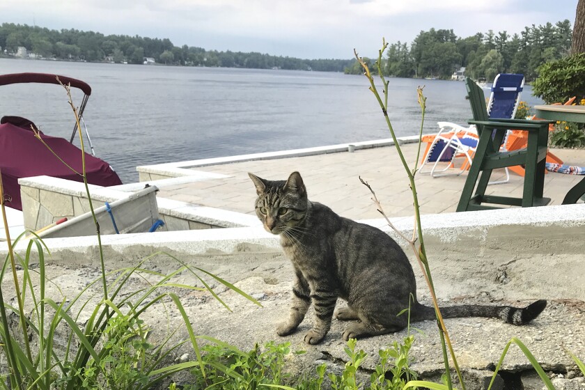 In this July 27, 2018 photo provided by Daryl Abbas, Arrow, a cat whose death has inspired legislation to put cats on equal footing with dogs, at least when they are run over, sits in Salem, N.H. Arrow's owner, New Hampshire State Rep. Daryl Abbas, is the sponsor of a bill that would require drivers who injure or kill cats to notify police or the animals' owners. The reporting requirement already is in place for dogs. (Daryl Abbas via AP)