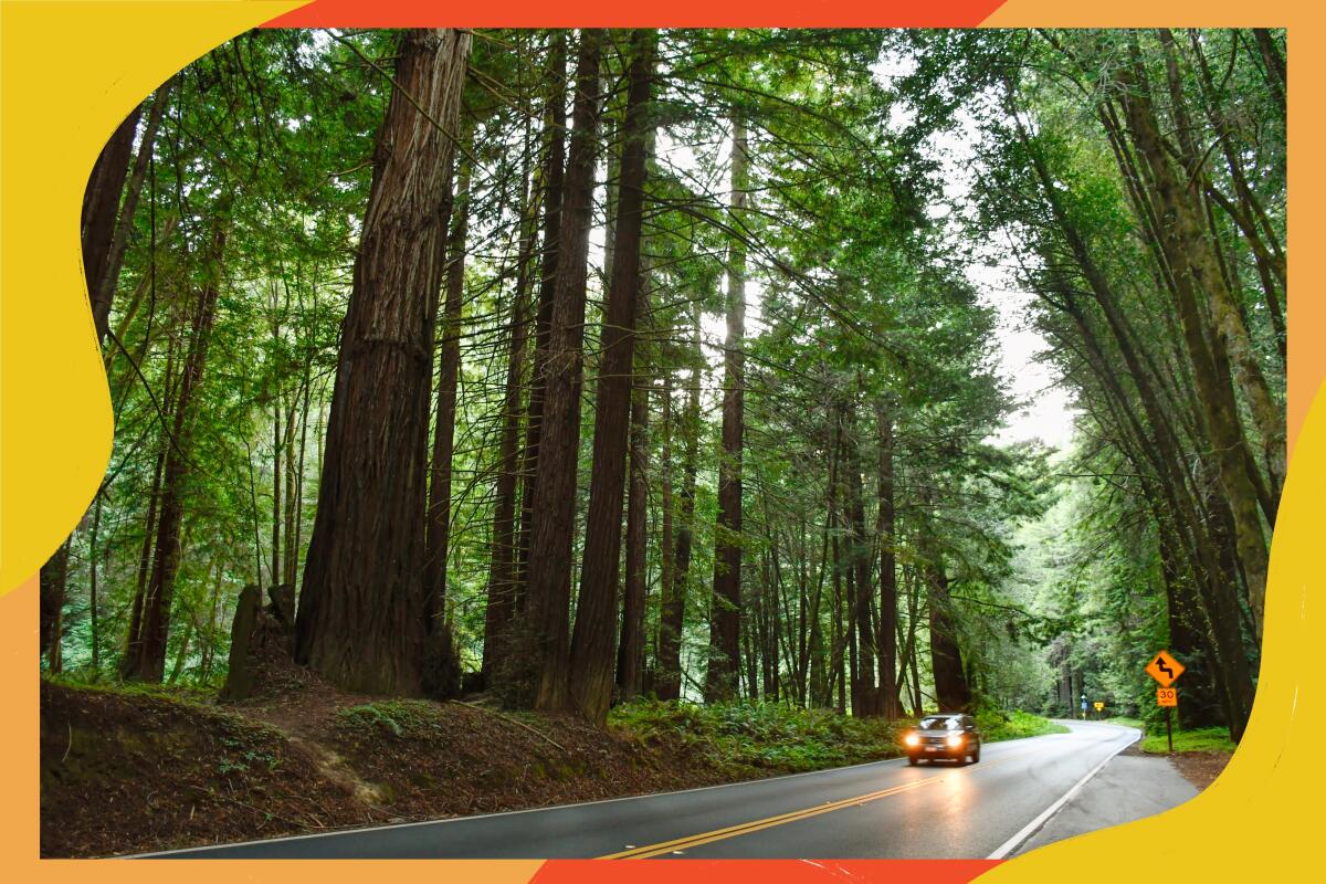 Car on a highway that runs through redwood forests. 