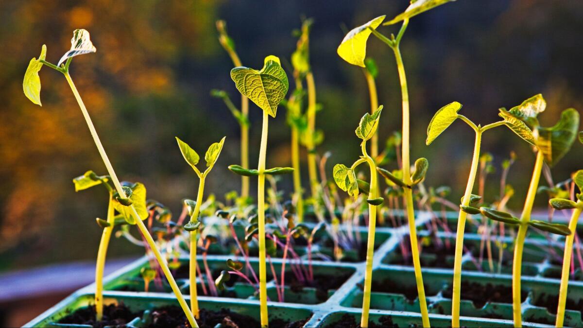 Bean seedlings (John W Banagan / Getty Images)