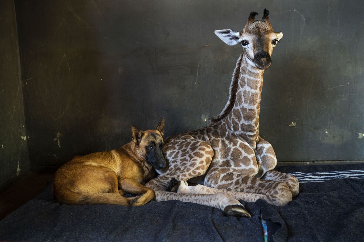 In this Nov. 22 photo, Hunter, a young Belgian Malinois, keeps an eye on Jazz at the Rhino Orphanage in South Africa.