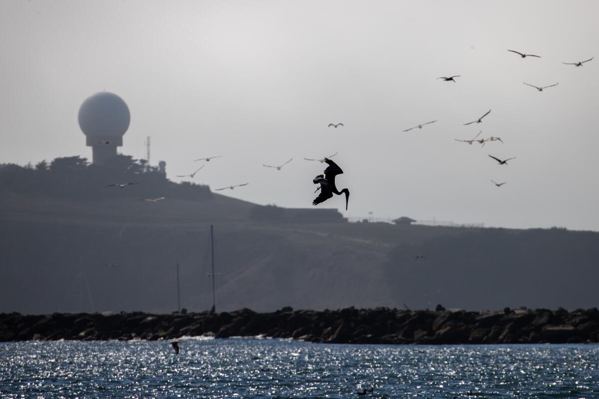 Pelicans are flying over the Pacific Ocean in Half Moon Bay, Calif.