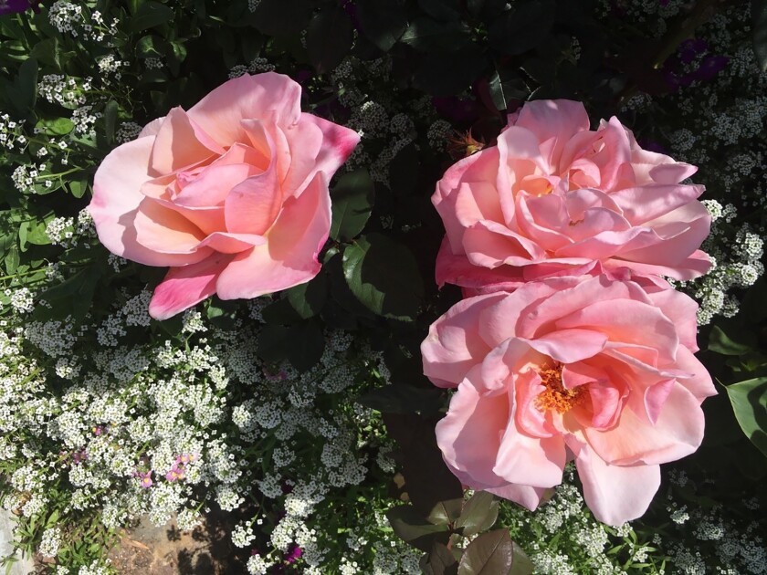 Roses are healthiest when grown in a garden that has a diversity of plants.