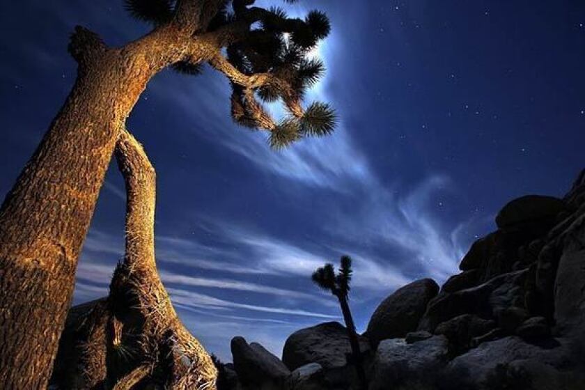 A bright moon illuminates the sky above the desert in Joshua Tree National Park. Joshua Tree National Park encompasses almost 800,000 acres and is about a three-hour drive from Los Angeles.