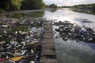 FILE - A swan stands between dumped plastic bottles and waste at the Danube river in Belgrade, Serbia, on April 18, 2022. A new study says Earth has pushed past seven out of eight scientifically established safety limits and into “the danger zone,” not just for an overheating planet that’s losing its natural areas, but for well-being of people living on it. The study, published Wednesday, May 31, 2023, for the first time it includes measures of “justice,” which is mostly about preventing harm for groups of people. (AP Photo/Darko Vojinovic)