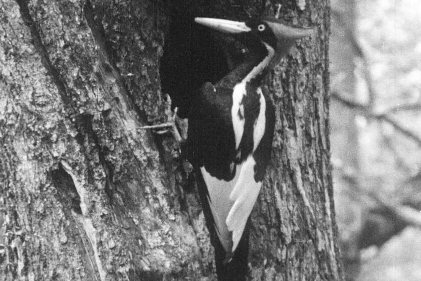 This undated still image taken from video and provided by the Cornell Lab of Ornithology shows an ivory-billed woodpecker. The U.S. government is declaring the ivory-billed woodpecker and 22 more birds, fish and other species extinct. (Cornell Lab of Ornithology via AP)