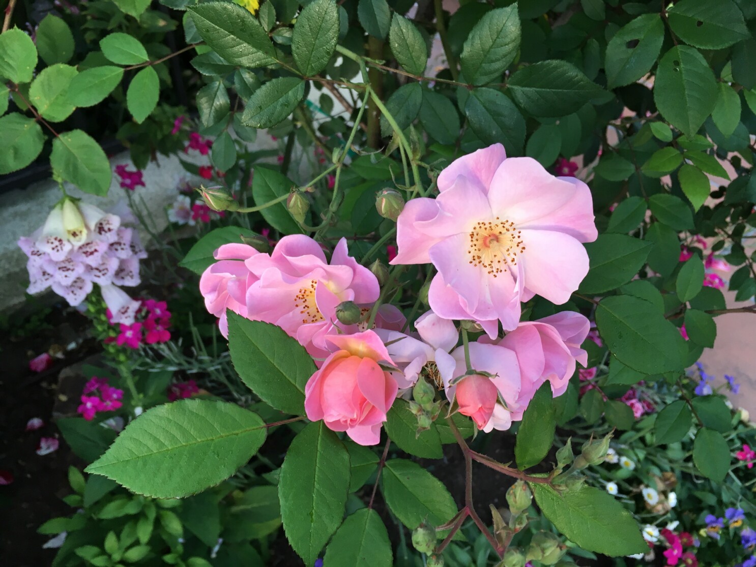 Good For The Rose Garden Integrated Pest Management The San Diego Union Tribune