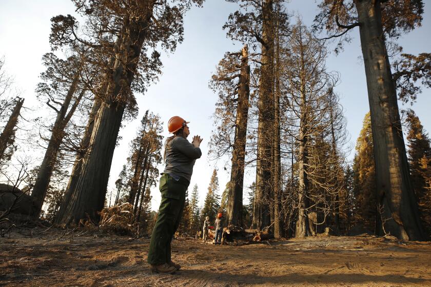 SPRINGVILLE, CA - OCTOBER 28: Kristen Shive, Director of Science for Save The Redwoods League on the 530 acres of the privately owned Alder Creek grove explains that when big sequoias die in a wildfire, it is usually because heat has scorched all their needles, which are still on the tree. This fire was different as all-consuming flame had turned the giants into sequoia skeletons.The league estimates that on its property alone, the Castle killed at least 80 monarchs, ranging in age from 500 years old to well over 1,000 years old. One of the monster wildfires birthed by California's August lightning blitz, the Castle fire burned through portions of roughly 20 giant sequoia groves on the western slopes of the Sierra, the only place on the planet they naturally grow. Giant Sequoia National Monument on Wednesday, Oct. 28, 2020 in Springville, CA. (Al Seib / Los Angeles Times