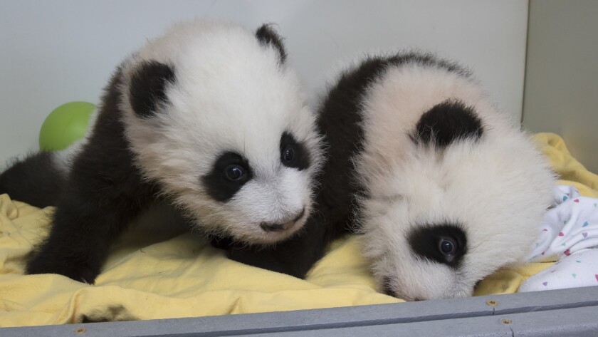 Giant Panda Cubs In Atlanta Zoo Have Names The San Diego Union