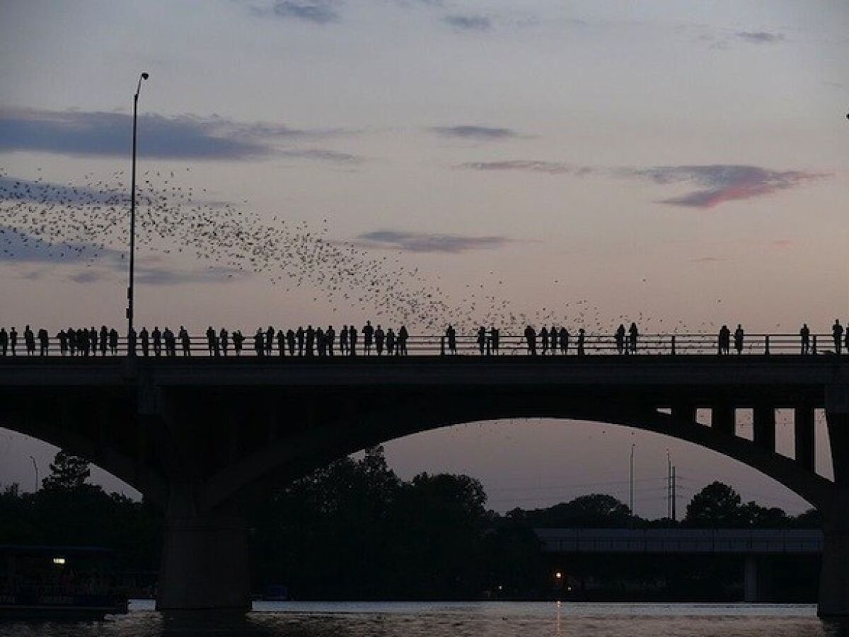 People gather nightly to watch bats fly out from under a bridge along the Colorado River in Austin, Texas. 