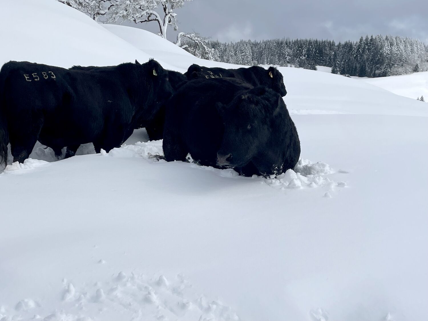 Helicopters air-drop hay in bid to save thousands of California cattle starving in the snow