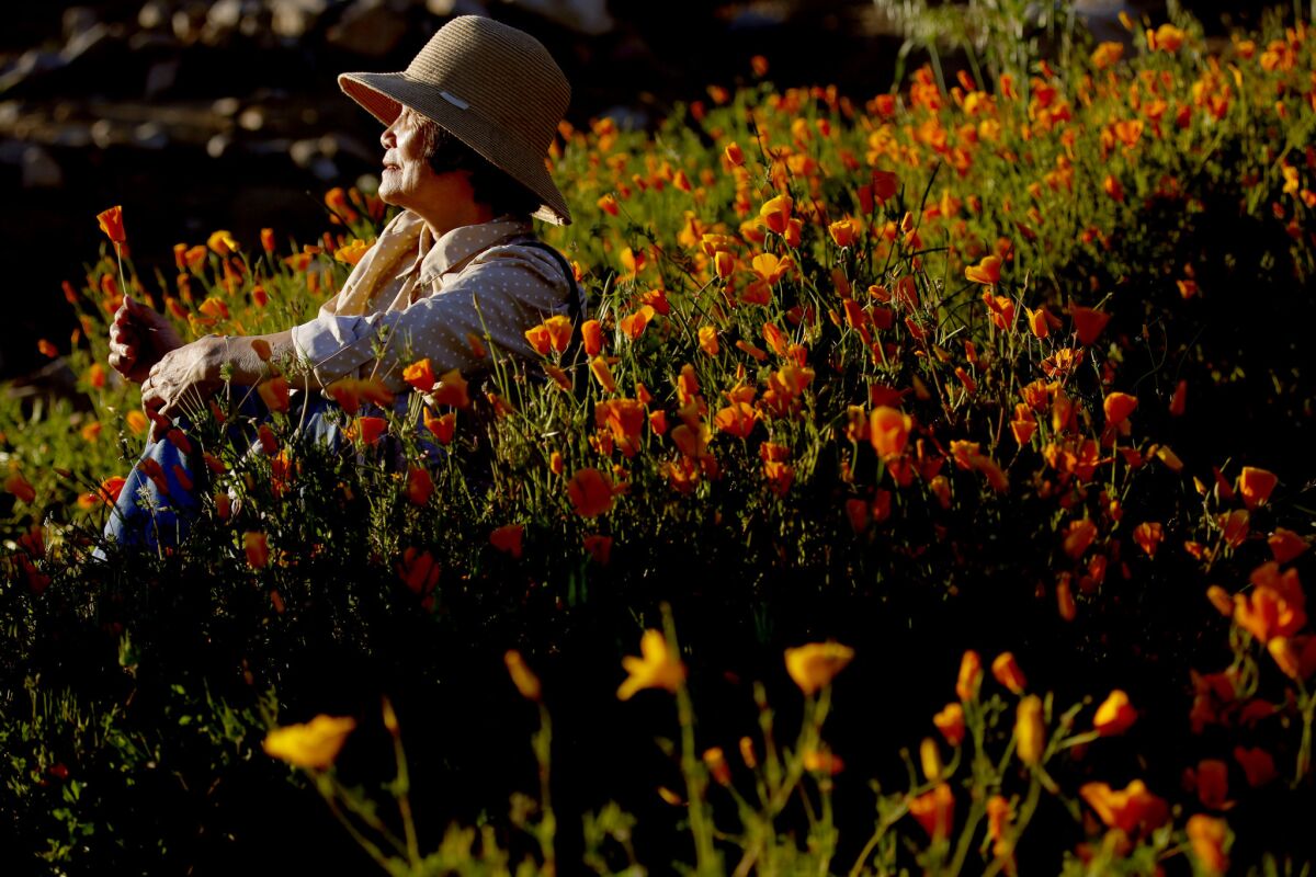 Sok Lan of Long Beach sits in the California Poppy field in Walker Canyon Temescal Mountains, in Riverside County.