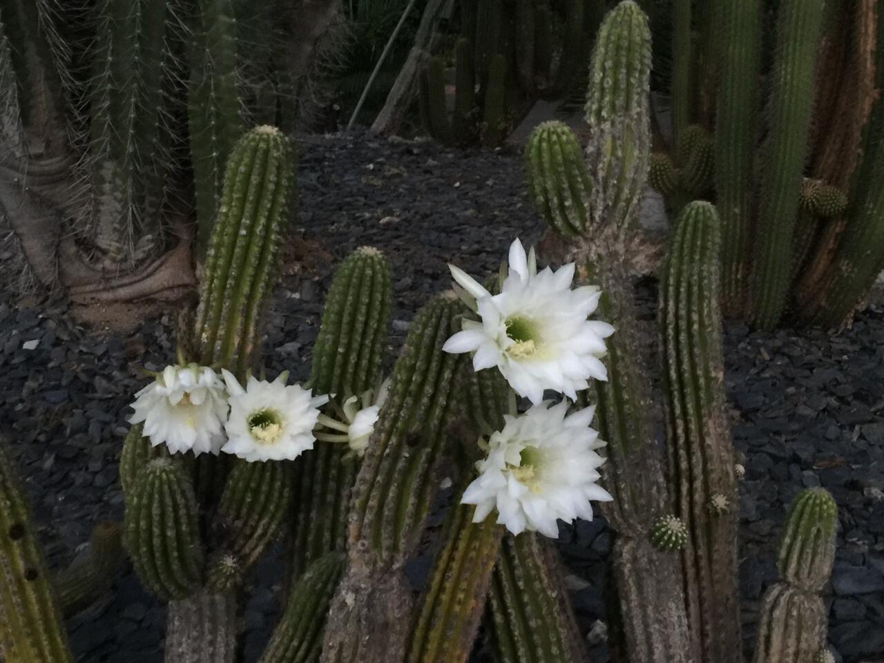 An inhabitant of the cactus garden blooms as if on cue for the annual Lotusland fundraiser in Montecito, Calif.