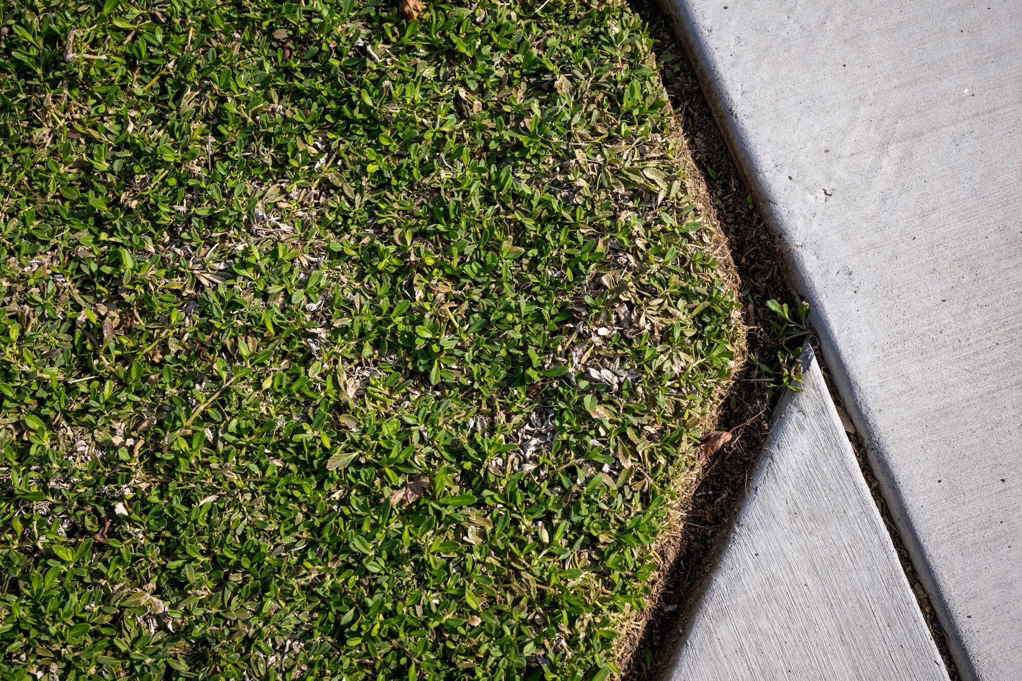 An abstract photo of the edge of groundcover juxtaposed with a piece of concrete walkway.