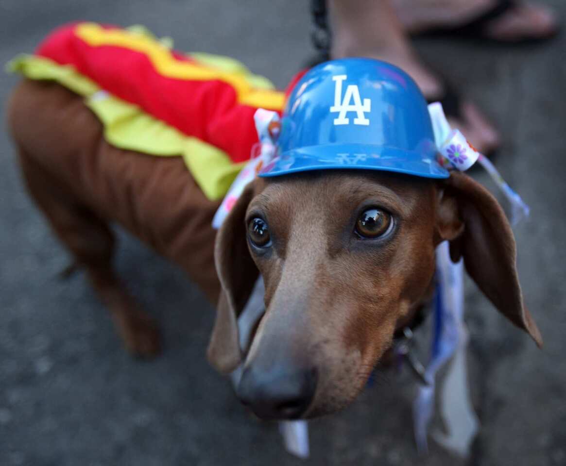 Off the Leash Modern Pet Provisions - Fox is decked out for Pups at the  Park at Dodger Stadium on Monday! Is your dog ready? We've got Los Angeles Dodgers  pet apparel