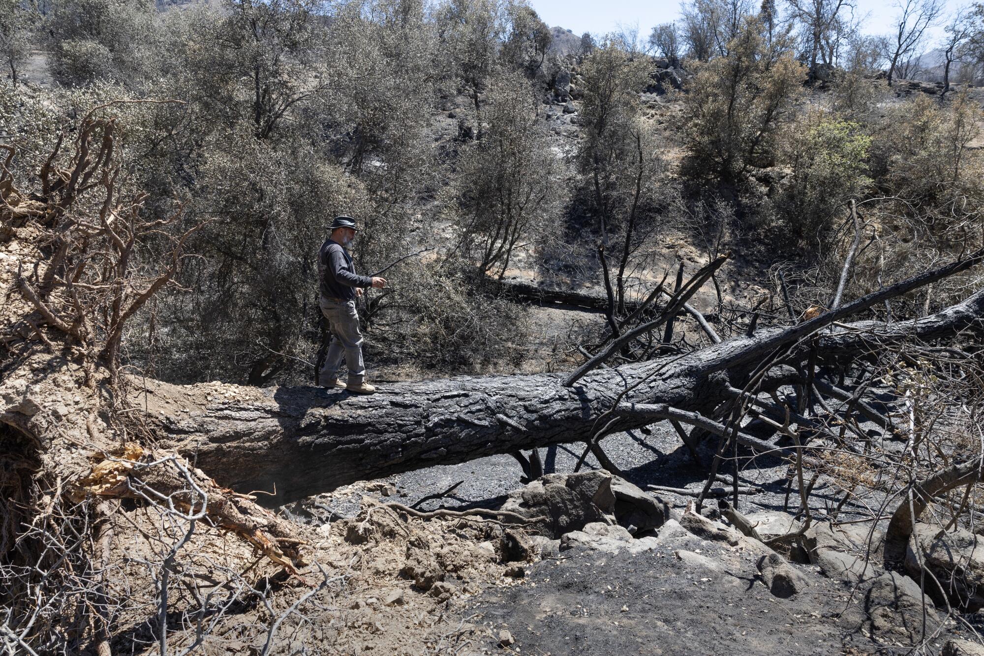 A man walks across a charred tree that has fallen across a ravine.