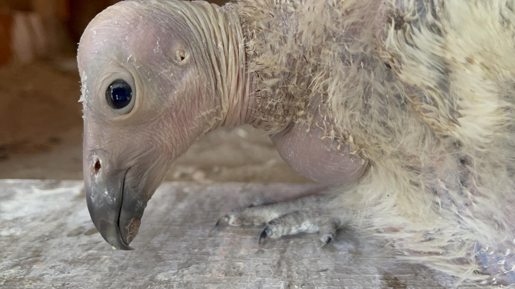 Closeup of a condor chick.