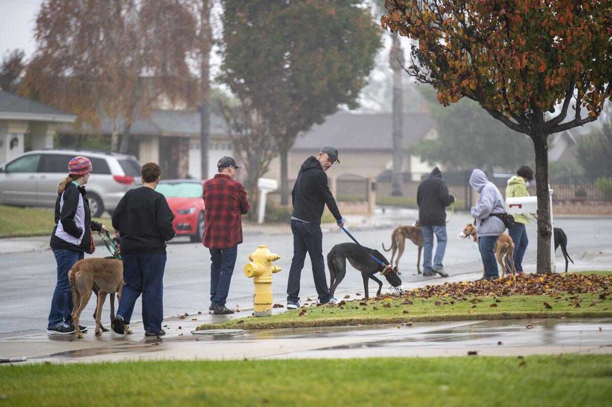 A group of volunteers and greyhounds go for a walk on a damp day in a residential neighborhood.