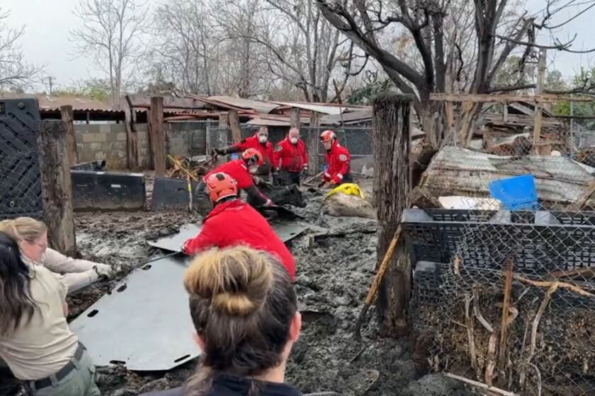 San Bernardino County rescue team members help large farm animals out of a sticky mud trap.