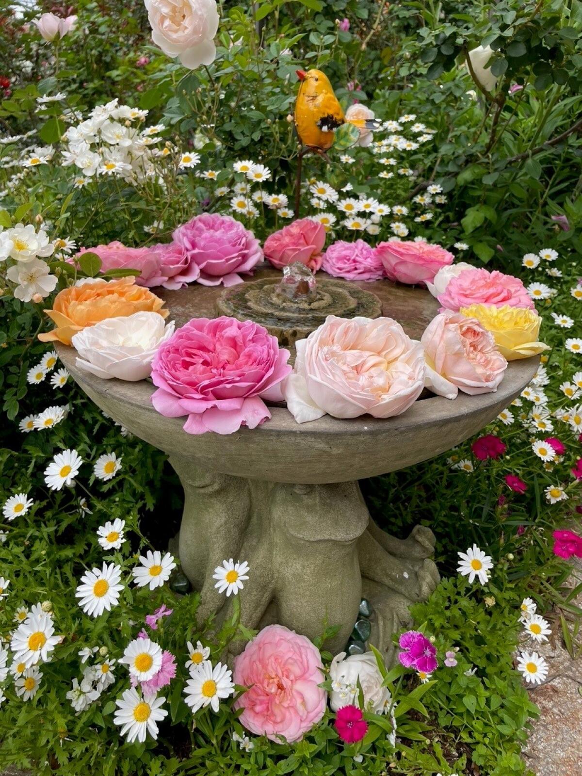 Rosa Garden Mystic Moments, ROPGA, Garden Roses
