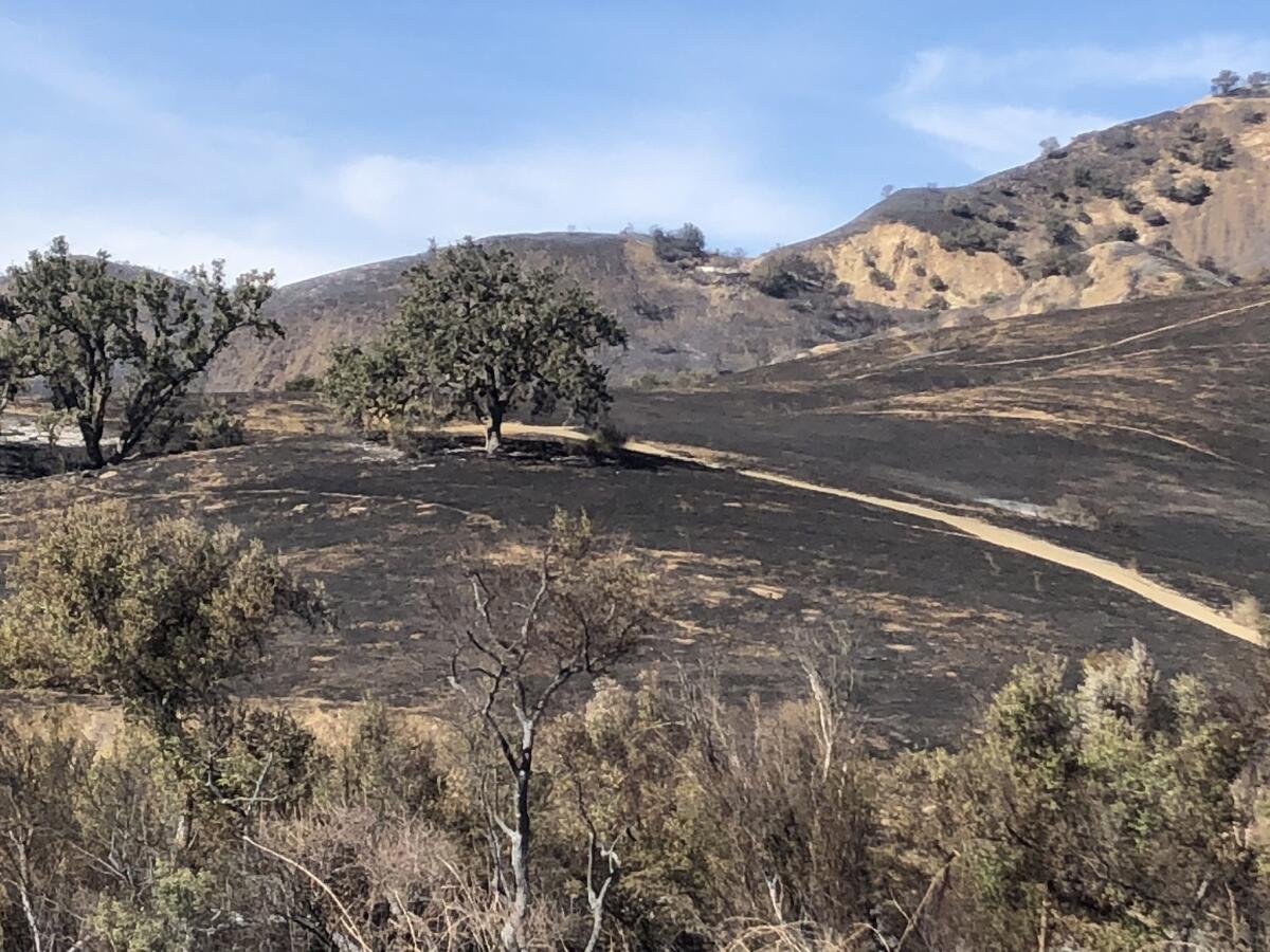 The devastation from the Woolsey fire in Malibu Creek State Park is severe.