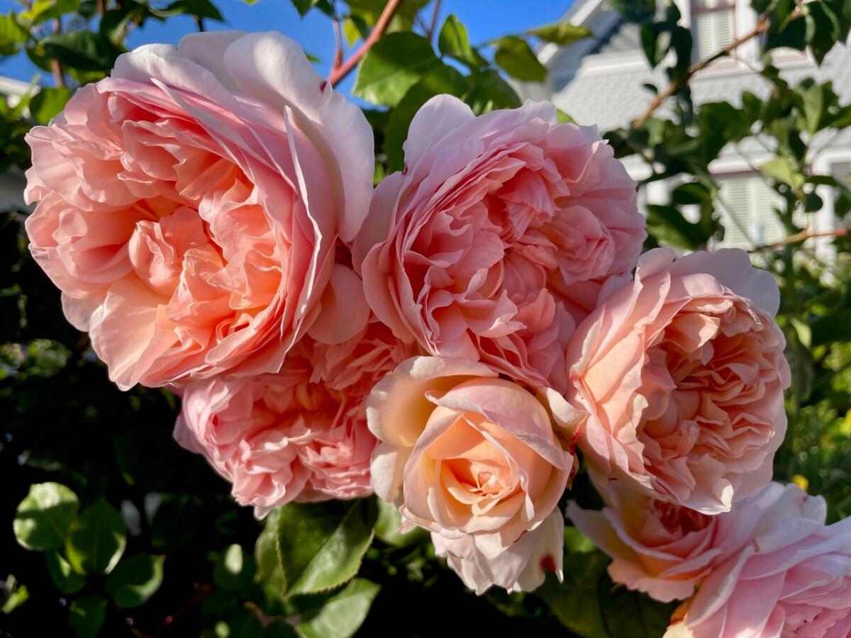 The peach-colored ‘Evelyn’ rose has a very full bloom, with more than 41 and as many as 100 petals.