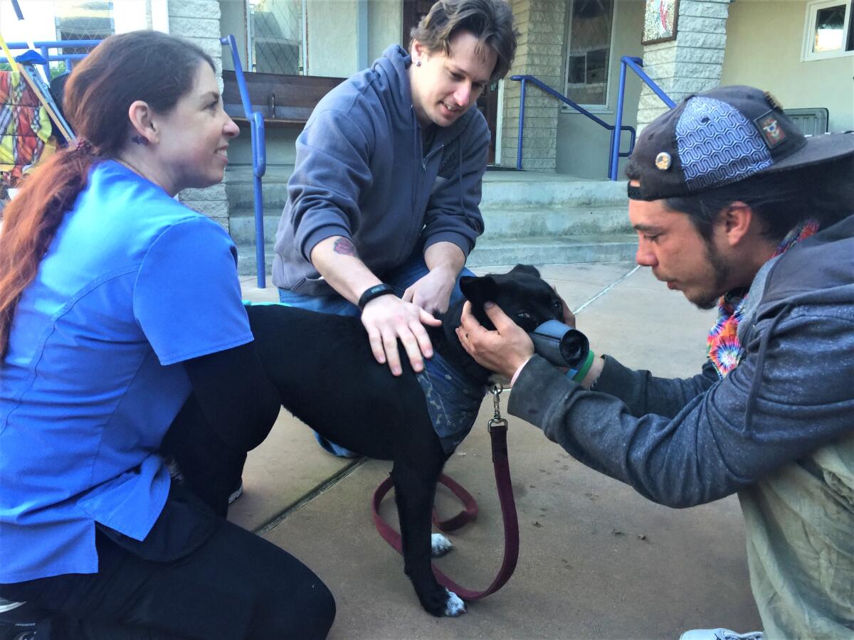 Veterinarian technician Kimberlee Zimmerman and volunteer Michael Hall (left) prepare to draw blood from Ryder, wearing a temporary muzzle, while owner Shamus Butler comforts him.