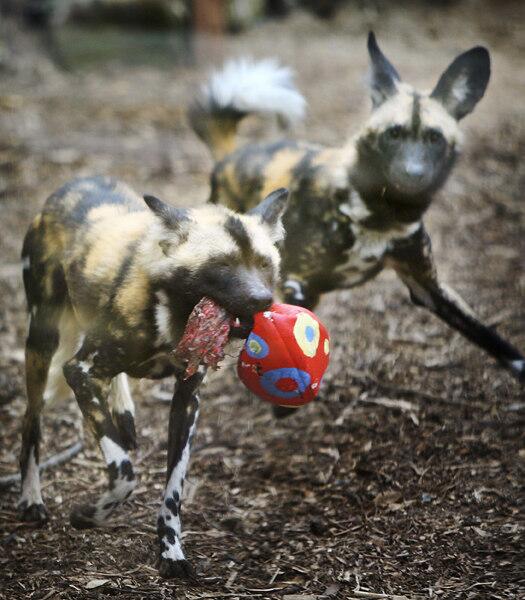 Rugby dogs