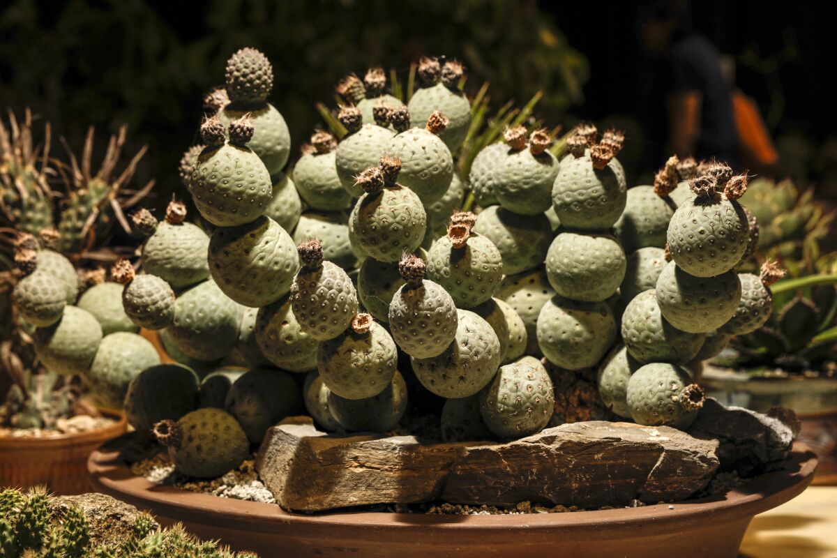 Tephrocactus geometricus on display at the 34th Inter-City Cactus & Succulent Show and Sale