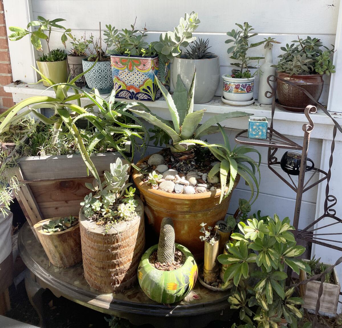 The potted plants in Sean Collins’ front yard include a handmade pot for succulents that he made from a palm trunk.