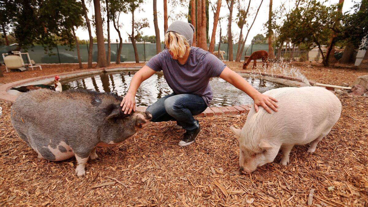 Alex Snyder, 17, pets Gordy, left, and Peanut, the two pot-bellied pigs at John R. Wooden High School in Reseda, a continuation school with an organic farm and a refuge for rescue animals on campus.