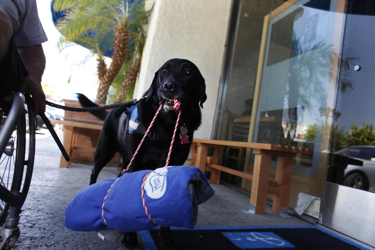 An 8–year–old service dog carries her own doggie bed when her owner goes out to eat.