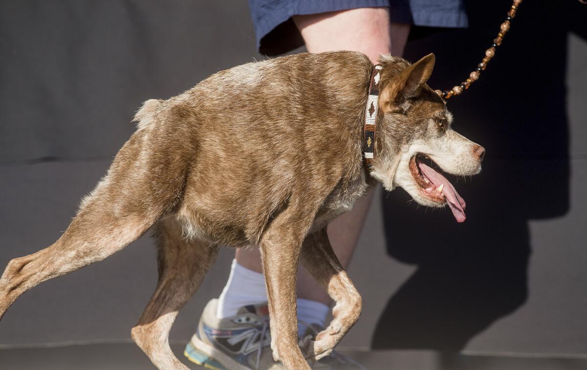 La perra Quasi Modo gana el concurso al Perro Más Feo del Mundo en la feria Sonoma-Marin en Petaluma, California 26 de junio de 2015. Los dueños, que viajaron desde Florida para competir, recibirán 1.500 dólares. (AP Foto/Noah Berger)