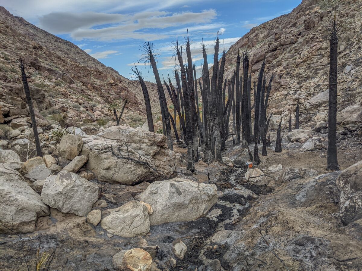 The damaged grove on Palm Canyon Trail in the aftermath of the fire.