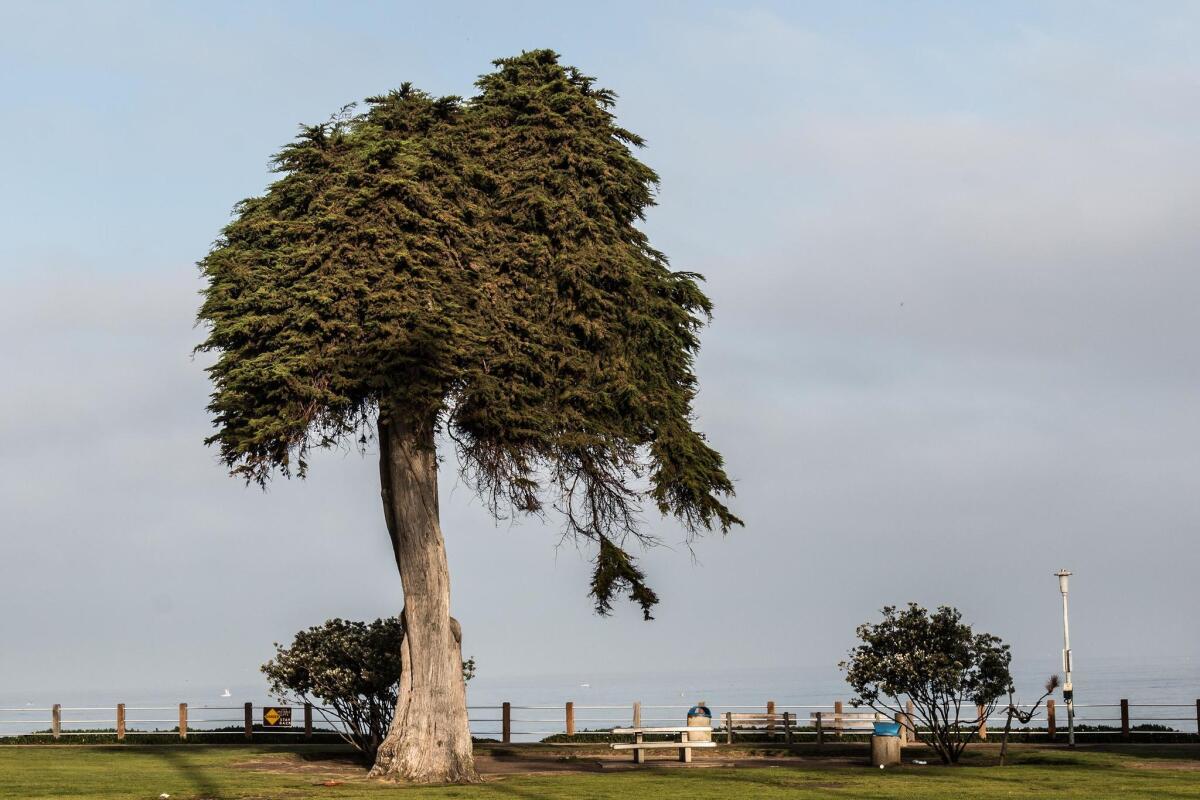 The ‘Lorax Tree’ was a Scripps Park landmark in La Jolla for at least 80 years, until it fell in June 2019.
