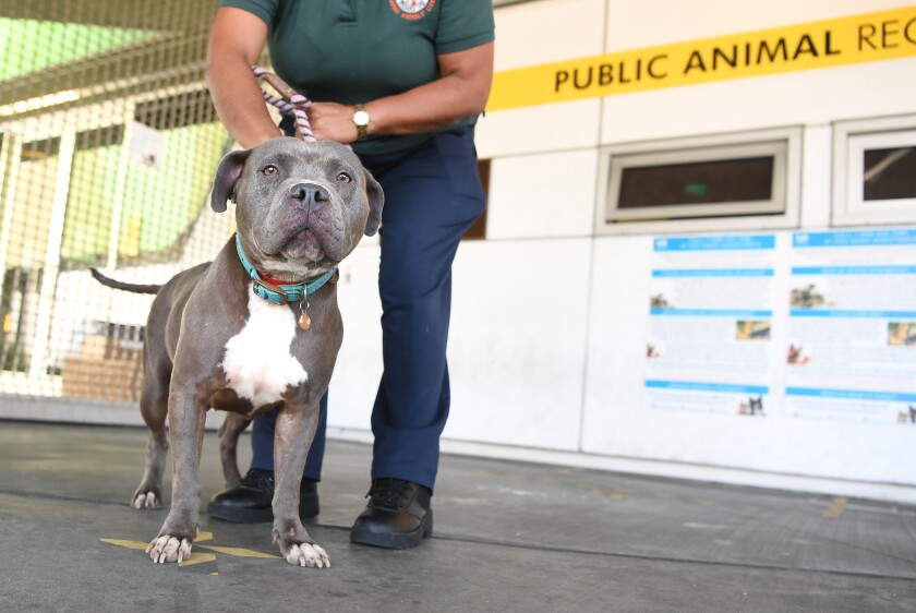 Arlene McNeel holds a pit bull mix outside the Chesterfield Square animal shelter in South Los Angeles. 