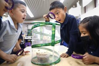 Four students gather around a net ladybug habitat with magnifying glasses.