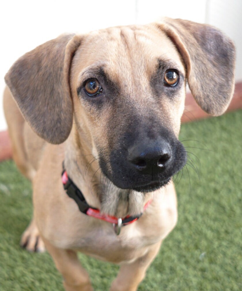 Pet of the week is a Dachshund mix.