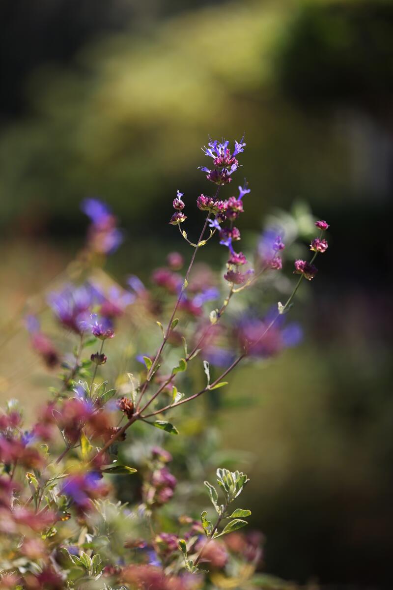 Purple sage grows in Aurora Anaya's garden.