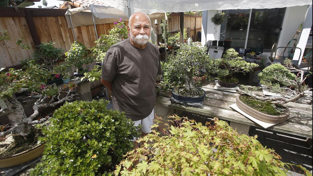 Manny Martinez walks through his backyard bonsai tree gallery in Lake Forest on recent afternoon. The annual Bower’s Museum bonsai tree exhibit, which Martinez curated, concludes Sept. 9.