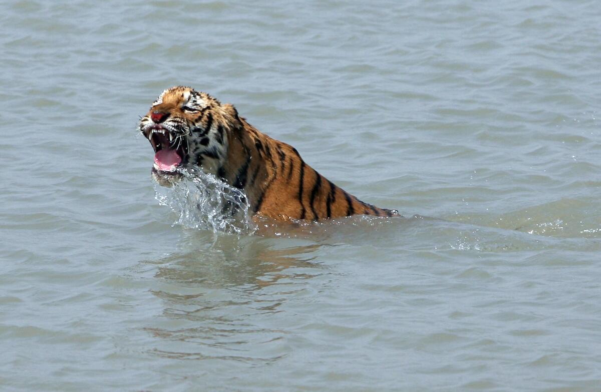 In this 2008 photograph, a rescued Bental tiger swims in the river Sundarikati after release by the forest workers at Sunderbans, in Bangladesh.