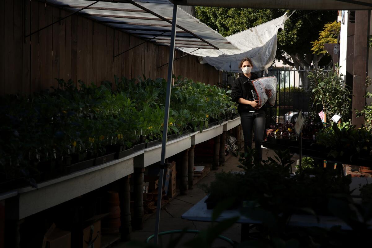 Helen Hawkins carries potting soil for herbs inside Two Dog Organic Nursery in Mid-Wilshire.