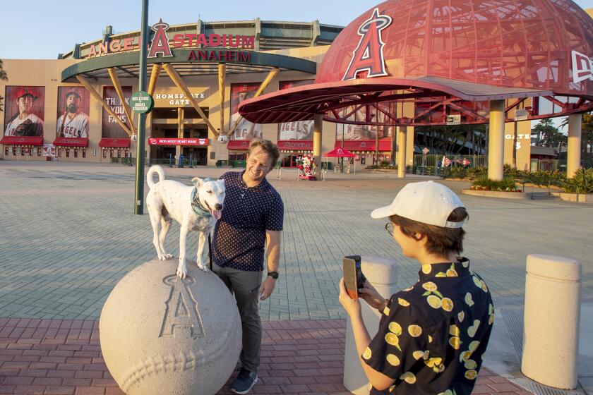 Anaheim, CA - August 24: Angels fans Jason Fry and wife Natsumi Fry, of Orange, take photos with their dog Benny, in front of Angel Stadium as the Angels play the Tampa Bay Rays away in Tampa Bay Wednesday, Aug. 24, 2022. (Allen J. Schaben / Los Angeles Times) For Angels loyalists, the team is a source of Orange County pride, even when they're losing. The family-friendly stadium, rally monkey mascot and mostly well-mannered fans are a stark contrast to the rival Dodgers in Los Angeles, fans say - and they like that. While fans don't care much for the team's owner, they are notoriously loyal to the franchise itself. The fan base was built over a 60-year period, and the really hardcore fans still look at the team to some degree as the "cowboy's team" led by Gene Autry. Being overshadowed by the Dodgers only adds to their distinct sense of identity, as do marquee stars like Mike Trout and Shohei Ohtani who dazzle amid losing seasons.