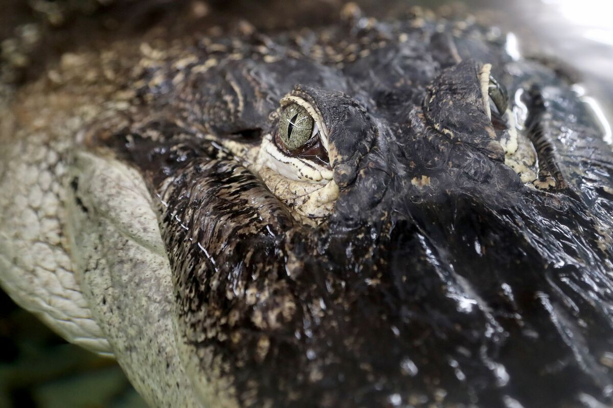 An adult American alligator rests in a tank at The Reptile Zoo in Fountain Valley.